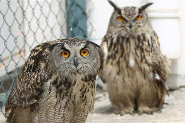 7 bin 784 yaban hayvanı, tedavi edilerek doğaya bırakıldı