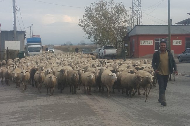 Koyunların şehirdeki yolculuğu… (07.12.2022)