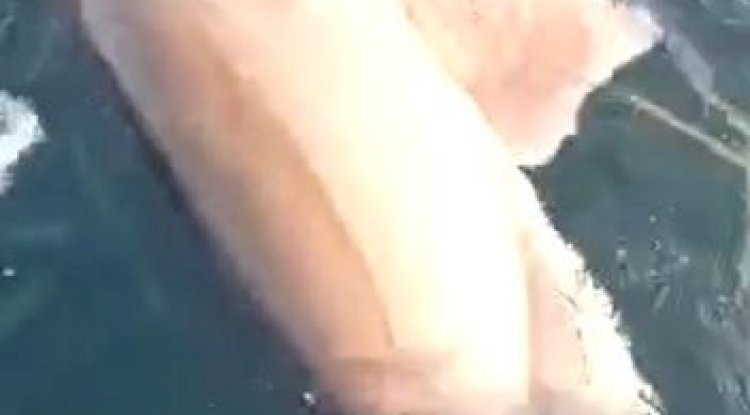 Oltasına köpek balığı takıldı 