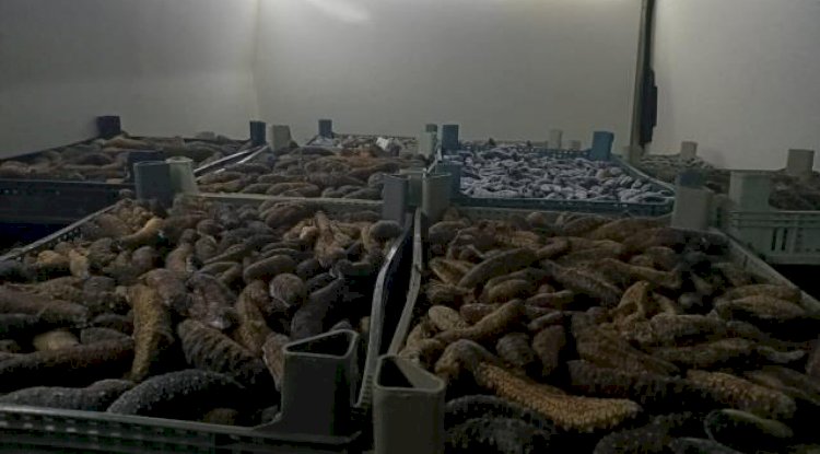 5 ton deniz patlıcanı ele geçirildi