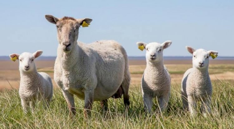 Üreticilere duyuru…