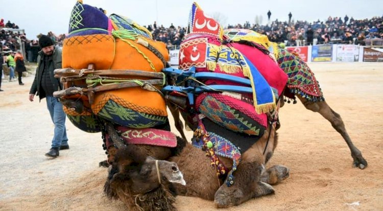Ezine, Deve Güreşleri için gün sayıyor