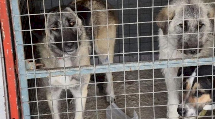 CAN DOSTLARIMIZ İÇİN SAĞLIK TARAMASI