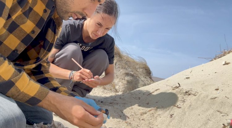 Caretta caretta yavruları denizle buluştu