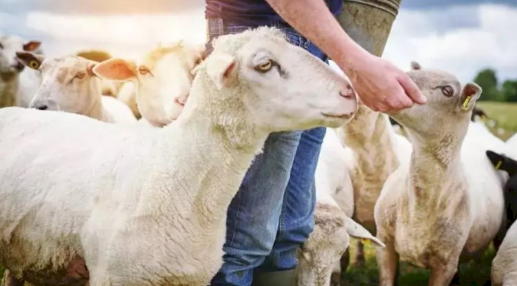 Üreticilere ek başvuru duyurusu