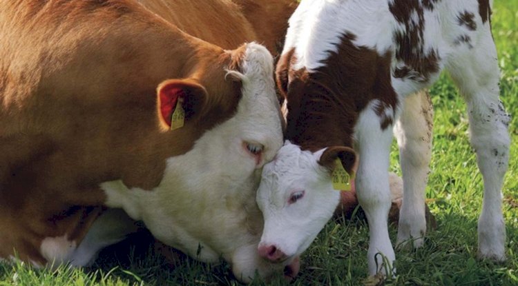 Yeniceli üreticilere duyuru