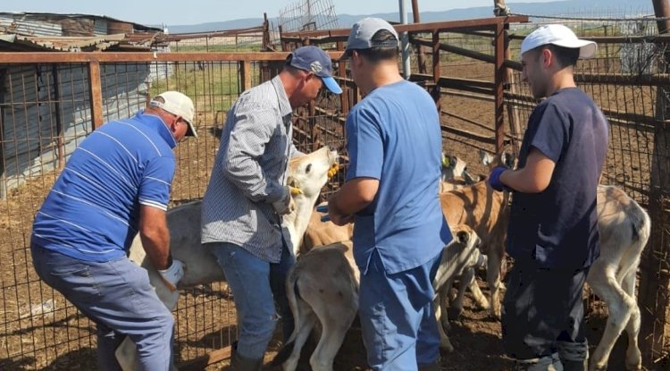 İlçelerde küpeleme çalışması
