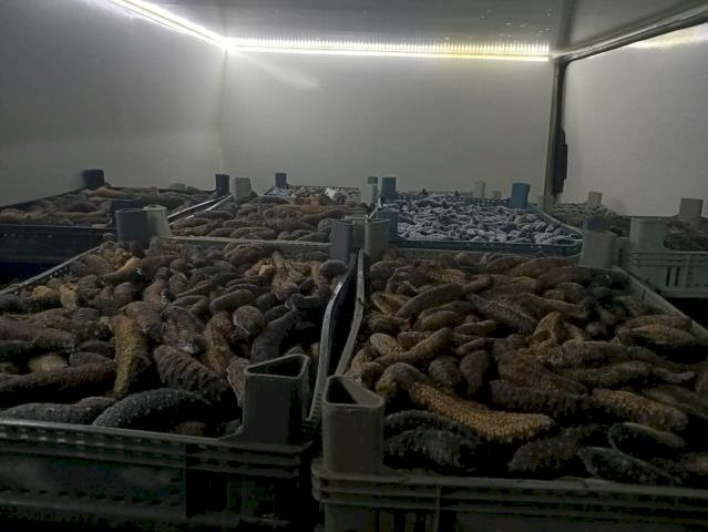 5 ton deniz patlıcanı ele geçirildi