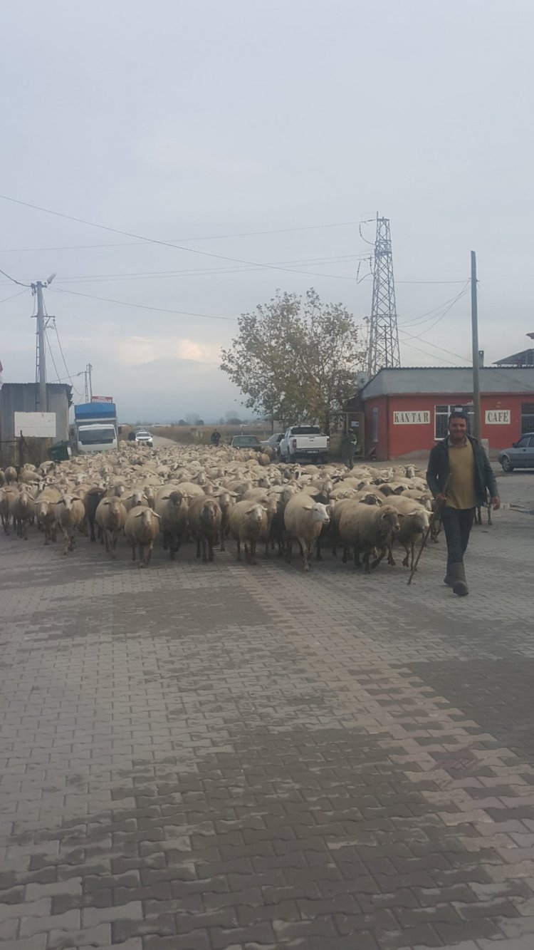 Koyunların şehirdeki yolculuğu… (07.12.2022)