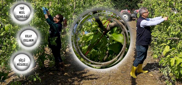 Çanakkale’de Elma Kurduna Karşı Mücadele Sürüyor