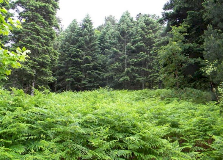 Yenice doğasıyla herkesi etkiliyor