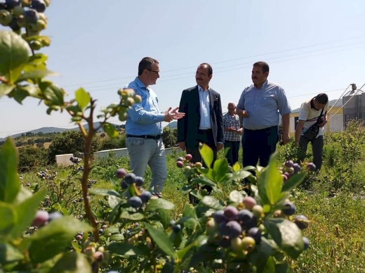 Biga Kaymakamı Dolu, mersini bahçesini inceledi
