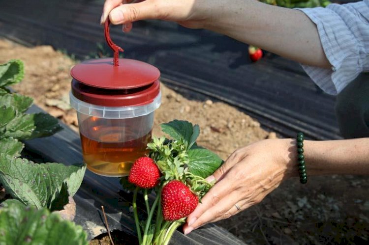 Çilek yetiştiricilerine biyoteknikle mücadele anlatıldı