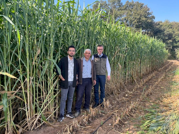 Şeker Sorgumu hasadı başladı