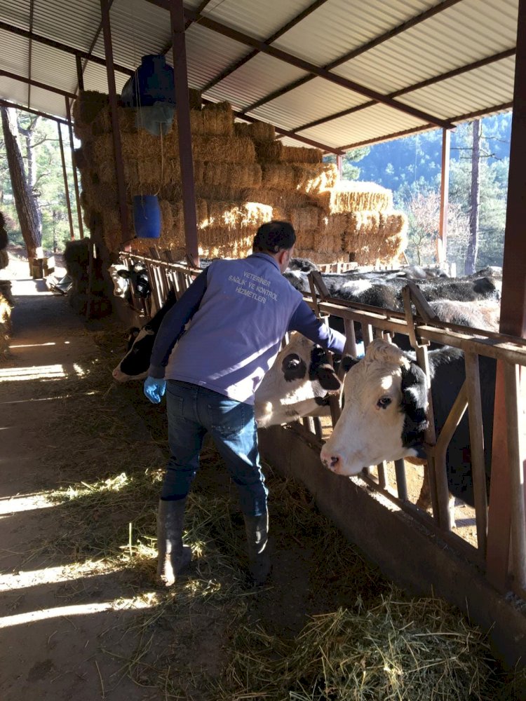 Şap Aşılama Kampanyası başladı