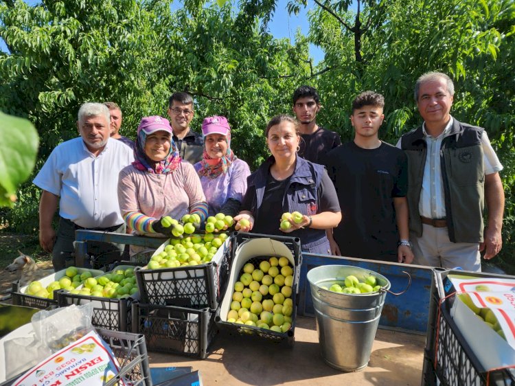 Bayramiç Beyazı hasat ediliyor